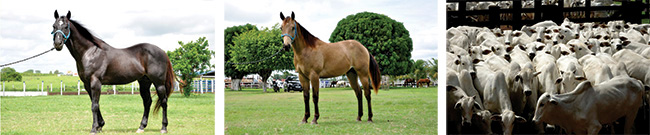 Alguns Animais da Fazenda Magnólia